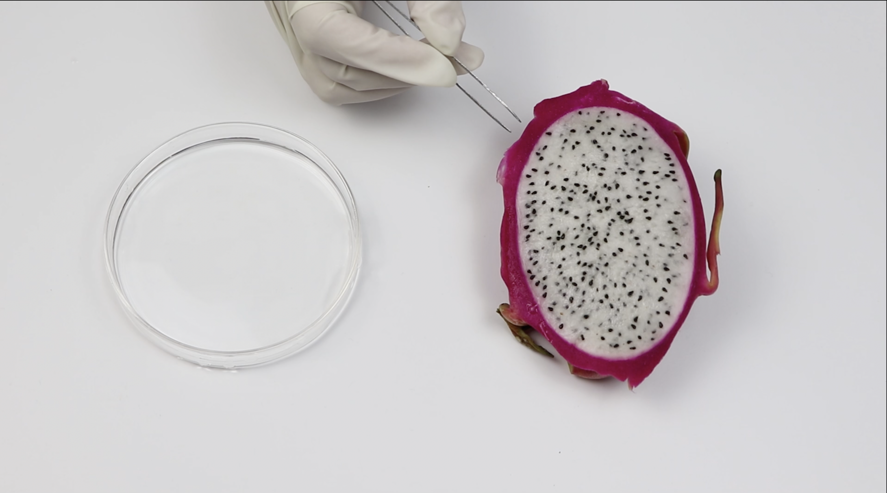 Dragon fruit cross-section beside a petri dish, clinical styling